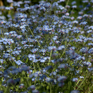 Invasive forget-me-nots can bloom year round in the Bay Area. Photo: Dave Gunn/Flickr. 