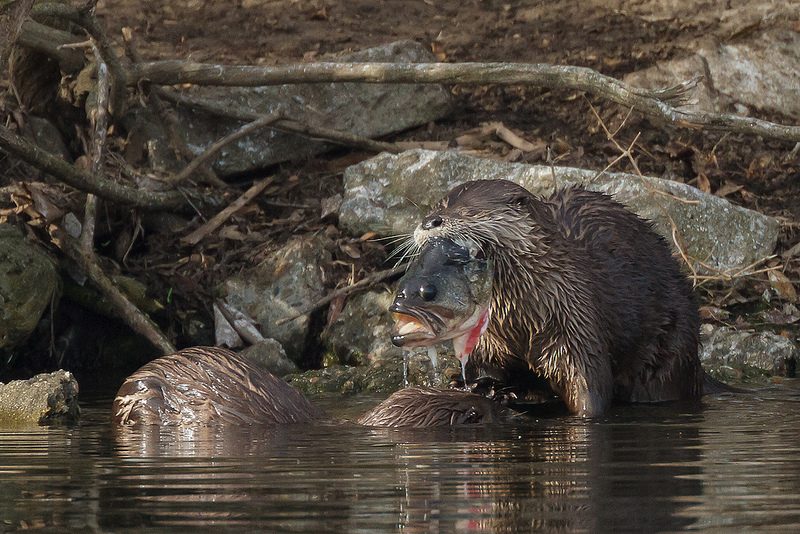 river otters