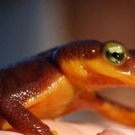 California newt. Creative commons photo by KQED/Quest