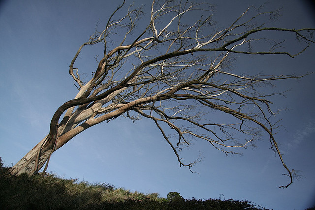 The iconic eucalyptus at the summit of windy Mount Davidson, before it toppled over. Photo: Irene/flickr. 