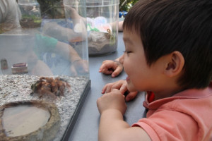 A little boy smiles as he watches a tarantula at Bug Day