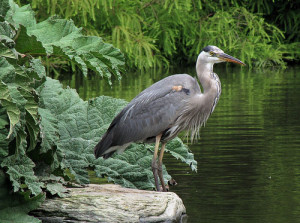 An adult Great Heron fishing. Photo: Judy H/Flickr.