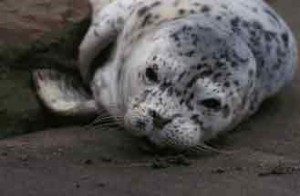 A harbor seal pup in Point Reyes. Photo: Sue Van Der Wal.
