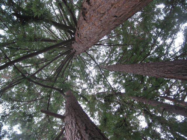 circle of redwoods