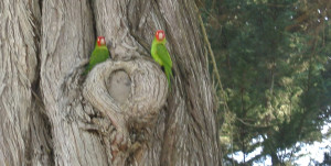 Red-masked parakeets, known for populating Telegraph Hill, stop for a visit in Alamo Square Park. Photo: Dhyana Levey.