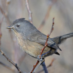 Wrentit, creative commons photo by Don Loarie