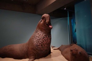 Elephant Seals, Cordell Bank Gallery