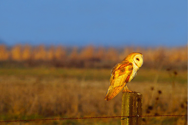 barn owl perched on a field post
