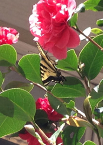 A tiger swallowtail lands on a flowering camelia, apparently a nectar source. Photo: Liam O'Brien. 