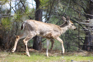 A California deer infected with non-native lice. Photo: CDFW