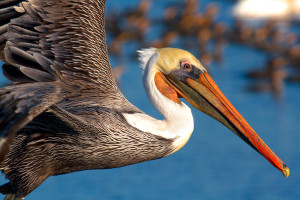 brown pelican in flight by Rick Lewis