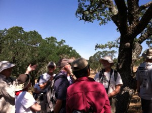 Local botanic expert Bert Johnson helped us distinguish between a coast live Oak, a blue oak, and oracle oaks. 