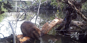 Beaver in the Guadalupe River. (c) Greg Kerekes
