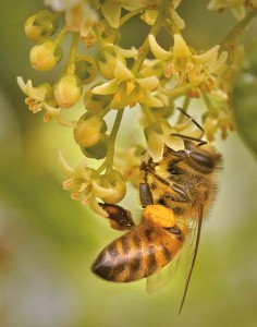 Honeybee feeds on a poison oak blossom