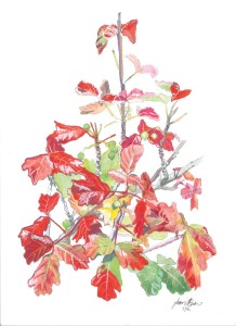 Painting of poison oak in fall