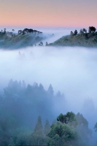 Fog near Tilden Park, Berkeley