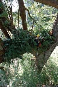 Researcher high in a redwood tree
