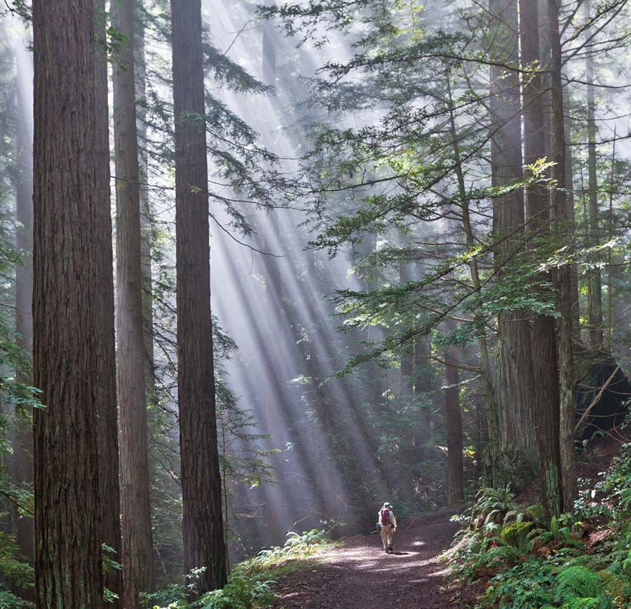 Sunlight through redwoods