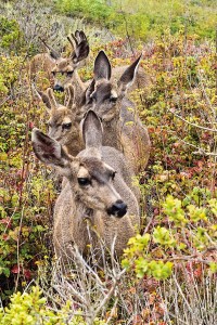 Lunch Line, deer browsing poison oak