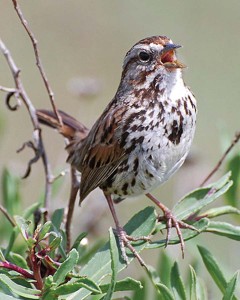 Palo Alto Baylands: a salt marsh song sparrow. Photo: John Kesselring