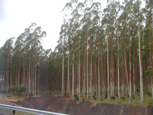South African eucalyptus plantation, Creative commons photo by MeRyan