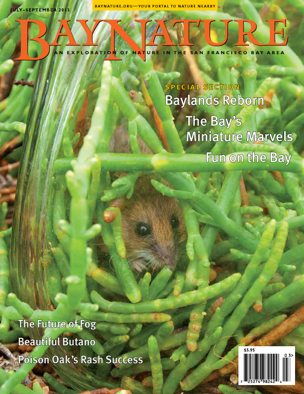 July-September 2013, Year of the Bay issue, salt marsh harvest mouse