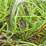 Salt marsh harvest mouse in jar with pickleweed