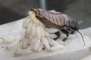 A Madagascar hissing cockroach at the ISMC. Photo: Eddie Dunbar/ISCM.