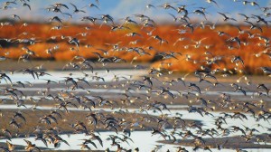 Birds in flight at San Pablo Bay