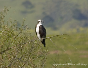 An osprey rests at the Paicines Reservoir. Photo: William McCarey. 