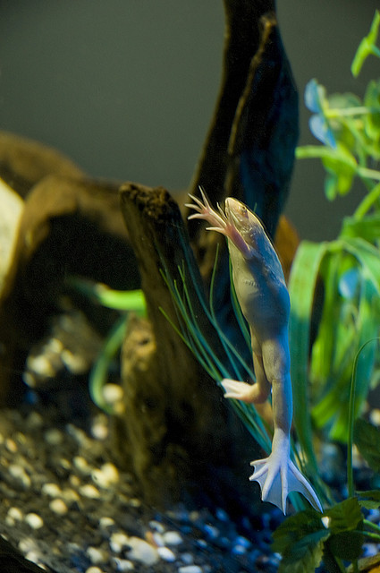 The South African clawed frog is a menace. Photo: Gregory Moine/Flickr. 