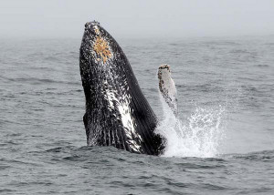 A humpback whale breaching in the Gulf of the Farallones National Marine Sanctuary. Photo: NOAA.