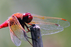 Cardinal meadowhawk dragonfly at Spring Lake Regional Park. Photo: David Hoffman. 