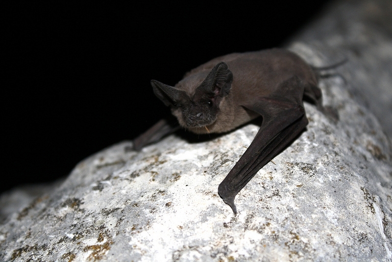 free-tailed bat