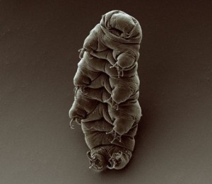 Tardigrades were the inspiration for the Fish House, or Eye of the Sun. Photo courtesy of Eugene Tsui. 