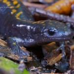 Santa Cruz long-toed salamander/Lance Milbrand
