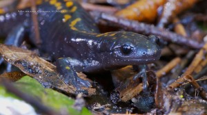 Santa Cruz long-toed salamander: by Lance Milbrand