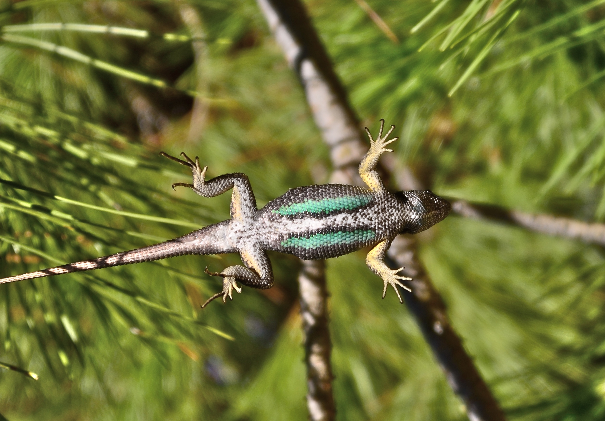 Bay Nature: How Can You Tell Male from Female Lizards?