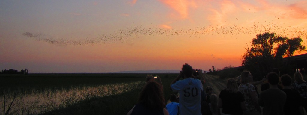 Ribbon of bats flying from causeway. Photo: Constance Taylor