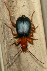 Bombardier beetle (Brachinus sp.). Photo: Siobhan Basile.