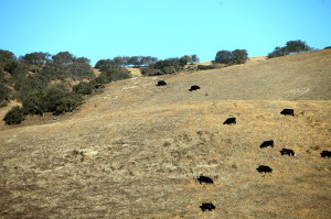Ranching in Lockwood's golden hills. Photo: Sarah Phelan. 