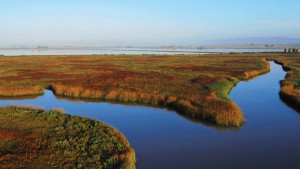 Coon Island, part of the extensive Napa–Sonoma Marshes Wildlife Area along the lower Napa River, has never been diked and so represents historic natural marsh. Photo: Russ Lowgren, Ducks Unlimited.