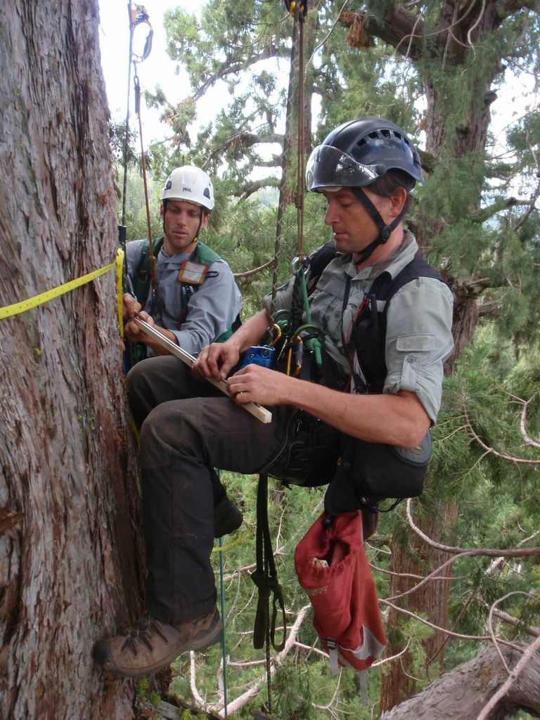 Humboldt State University researchers Stephen Sillett and Russell Kramer  measure a redwood tree for the study. Photo: Marie Antoine.