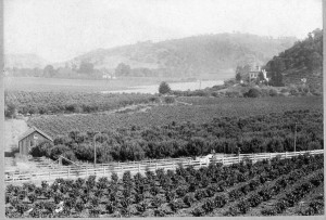 Dating back over 100 years, this photo shows the Muir homestead with the  Alhambra Hills and its wind sculpted oak trees in the background. Many of these trees, at risk of being  removed, still cover the hills today. Photo: John Muir NHS.