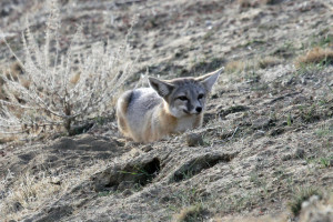 The San Joaquin kit fox is the smallest fox species in North America, weighing up to 6 pounds. Photo: Greg Schechter. 