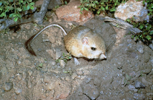 The endangered giant kangaroo rat bounds across the California grasslands on two legs and at speeds of up to 10 feet per second. Photo: Creative Commons.
