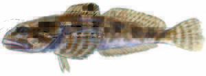 Prickly sculpin. Drawing by John Muir Laws