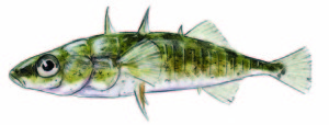 Three-spined stickleback. Drawing by John Muir Laws