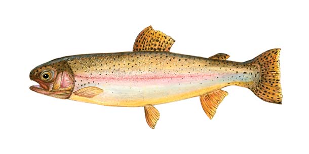 Rainbow trout. Drawing by Melissa Beveridge, Naturalhistoryillustration.com