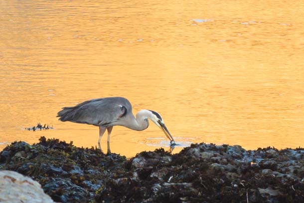 The tidepools near Point Arena are home to a variety of wildlife, like this great blue heron hunting for lunch. Photo by Kathy Barnhart